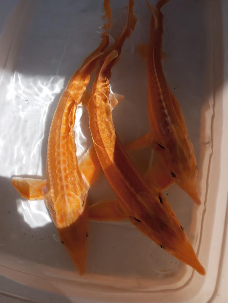 Albino steurs 40/45 cm, Dieren en Toebehoren, Vissen | Vijvervissen