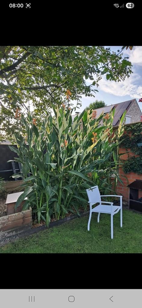 Canna Stuttgart,  groen wit blad , roze oranje bloemen, Tuin en Terras, Ophalen