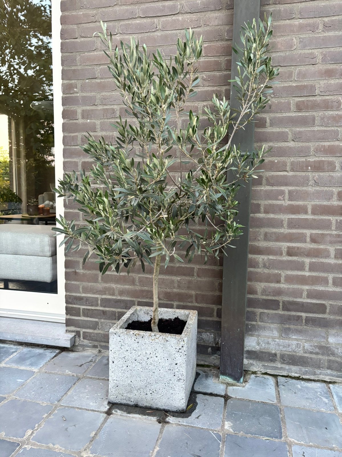 2 olijfboompjes, Tuin en Terras, Ophalen
