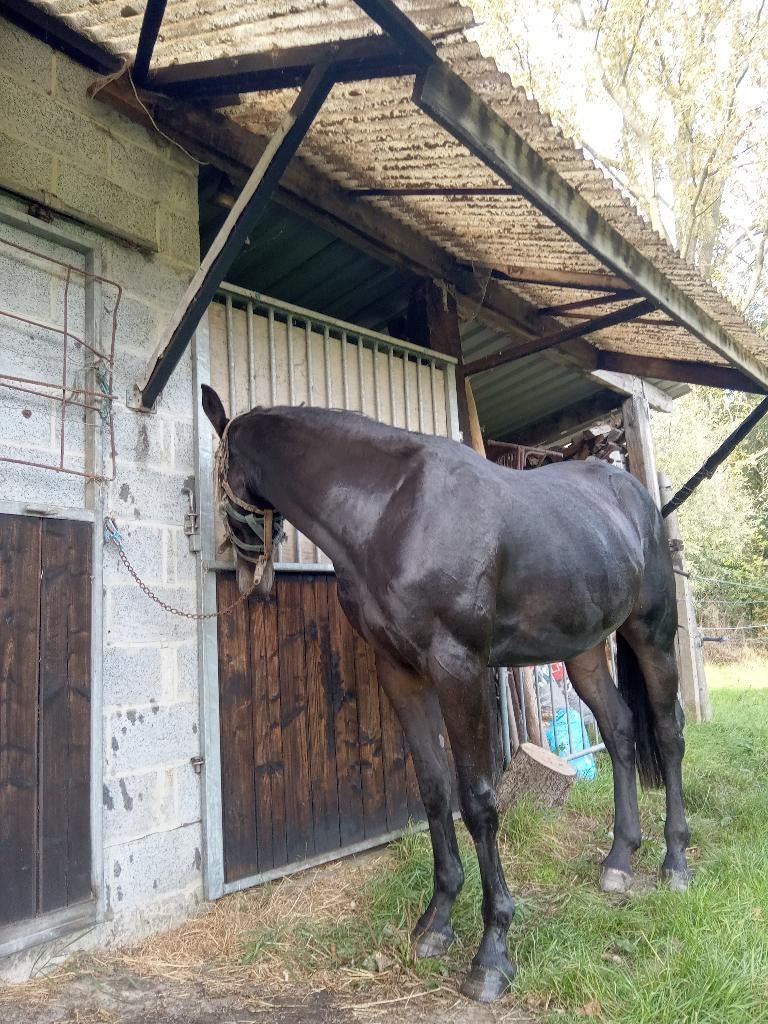 PAARD merrie 4 jaar top afstamming springpaard RX goedgeke, Dieren en Toebehoren, Ophalen of Verzenden