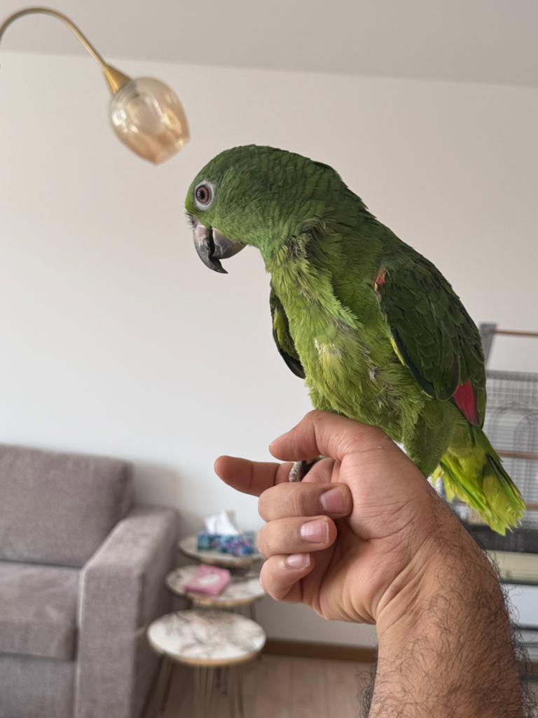 handtamme geelvoorhoofd .amazone papegaai., Animaux & Accessoires, Oiseaux | Perruches & Perroquets, Perroquet, Mâle, Parleur