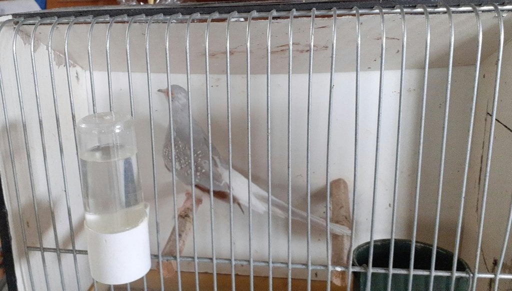 diamantduif witstuit, Dieren en Toebehoren