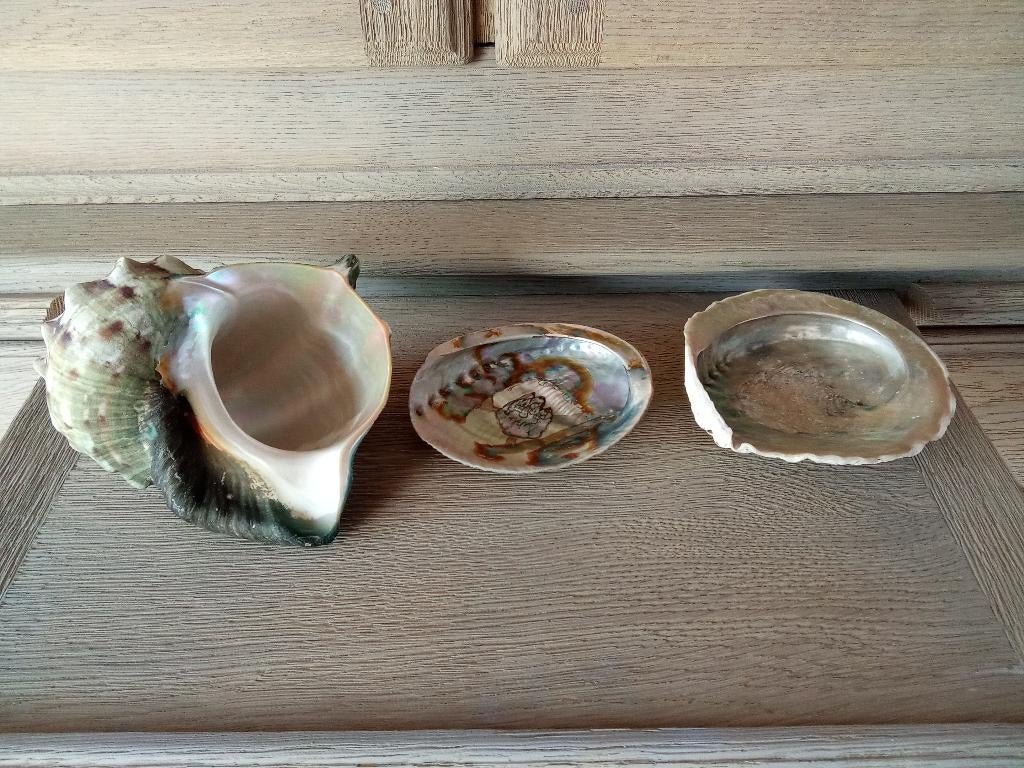 4 GROTE SCHELPEN, Verzamelen, Ophalen of Verzenden, Schelp(en)
