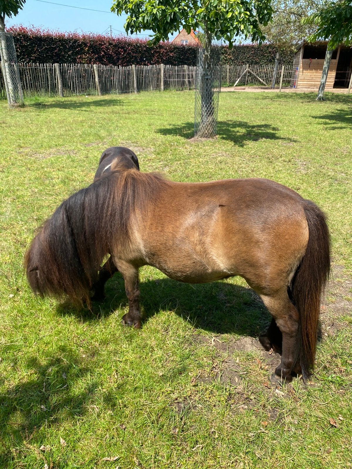 Mini Shetland Pony, Dieren en Toebehoren, Merrie, Met stamboom, M, 0 tot 2 jaar