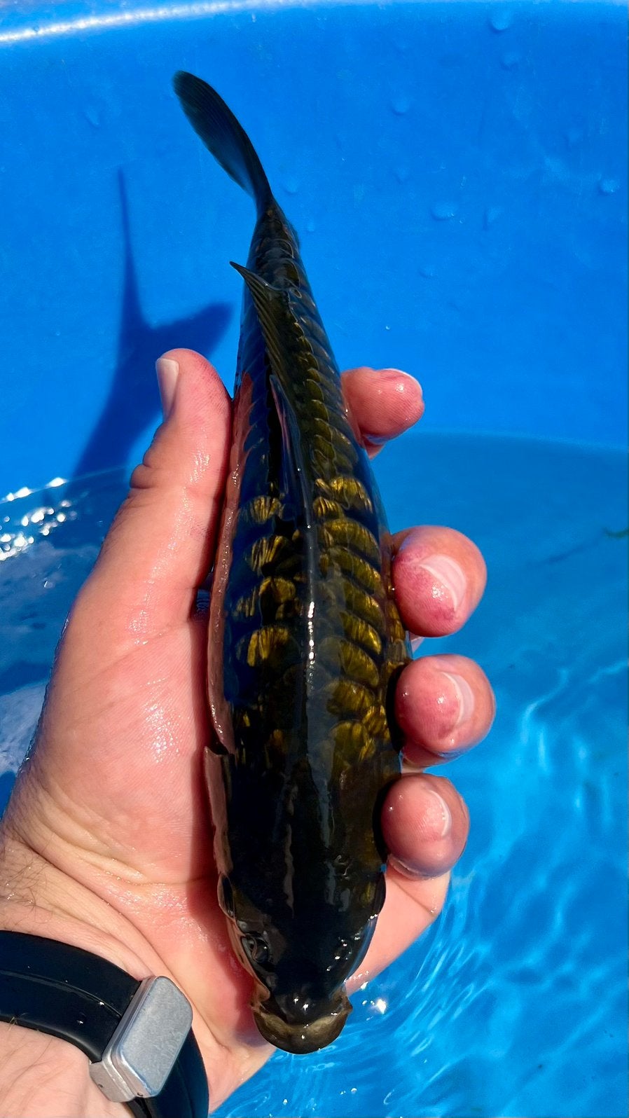 Ginrin Aragoke, Dieren en Toebehoren, Karper of Koi