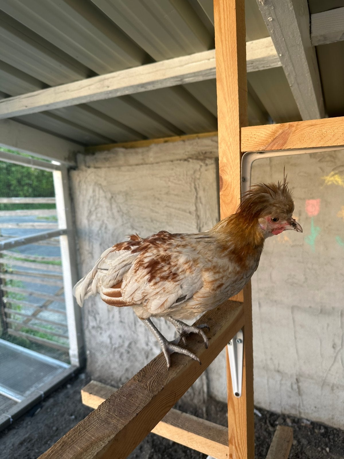 Hollandse kuifhoen, Animaux & Accessoires, Volatiles, Mâle, Poule ou poulet