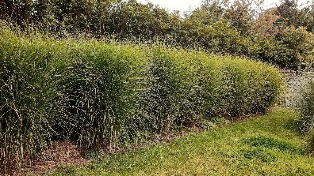 Beaux roseaux, Jardin & Terrasse, Plantes | Jardin, Enlèvement, Automne, Plante fixe, Graminées ornementales