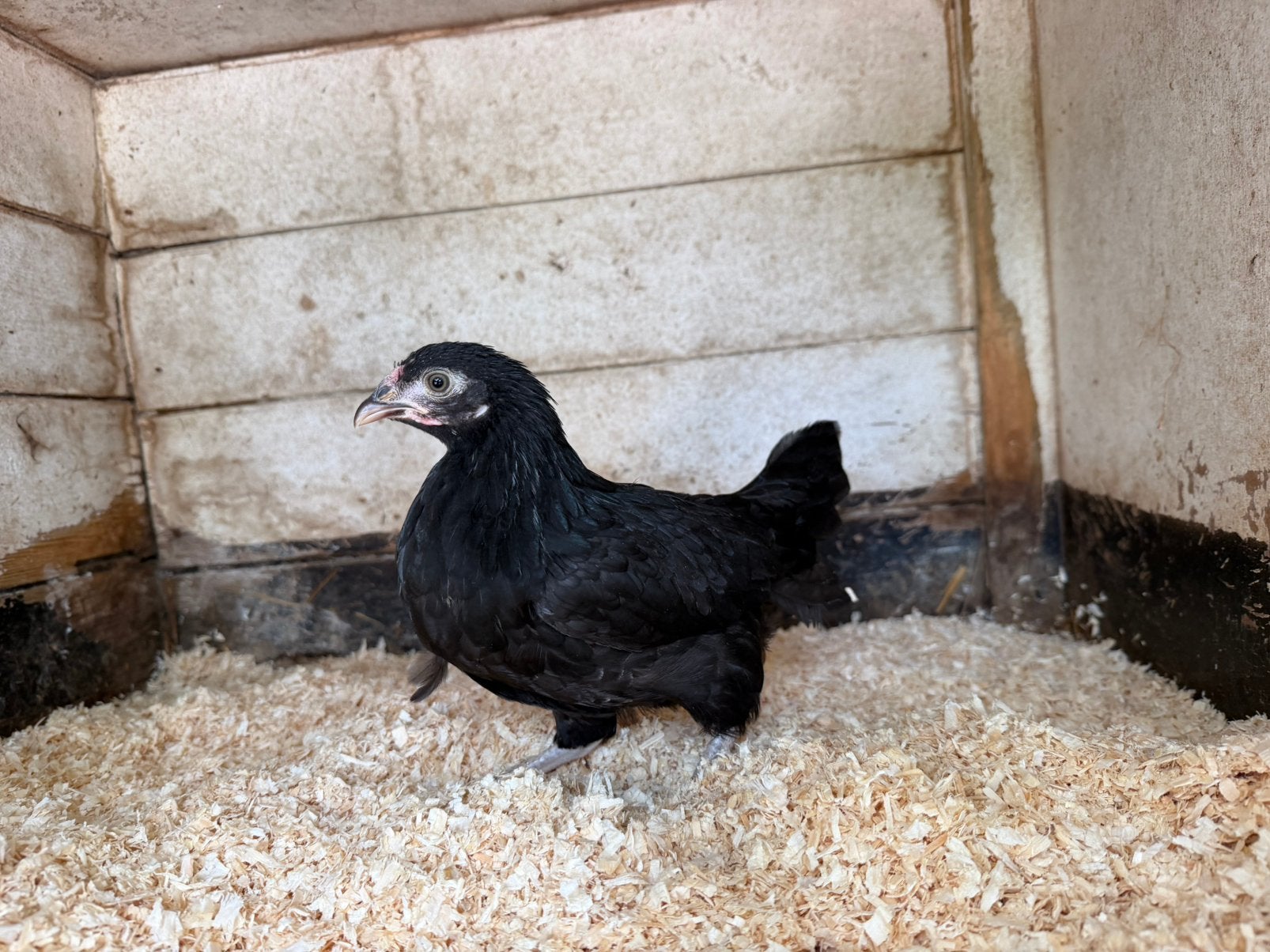 Zwarte Krielhen, Dieren en Toebehoren