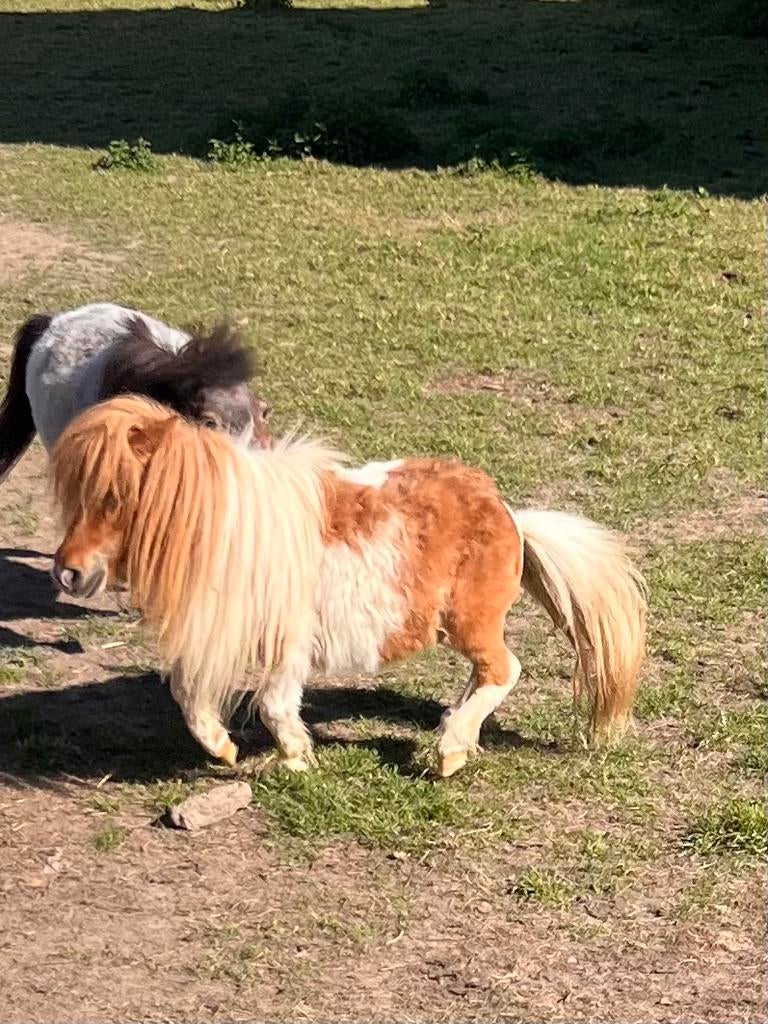 Shetland en Amerikaanse pony’s, Dieren en Toebehoren