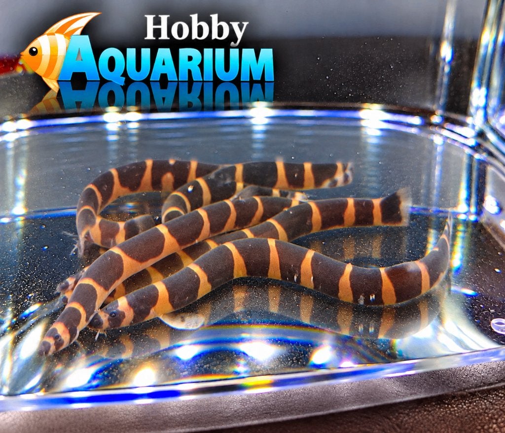 Hobbyaquarium Pangio myersi – Reuze Kuhlii, Dieren en Toebehoren, Vis, Zoetwatervis, Schoolvis