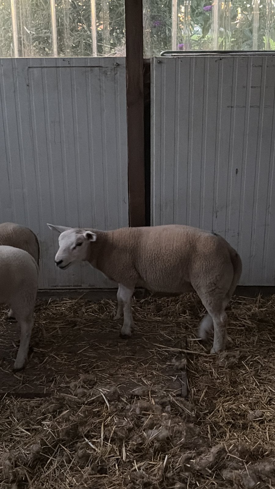 Ram / bok
