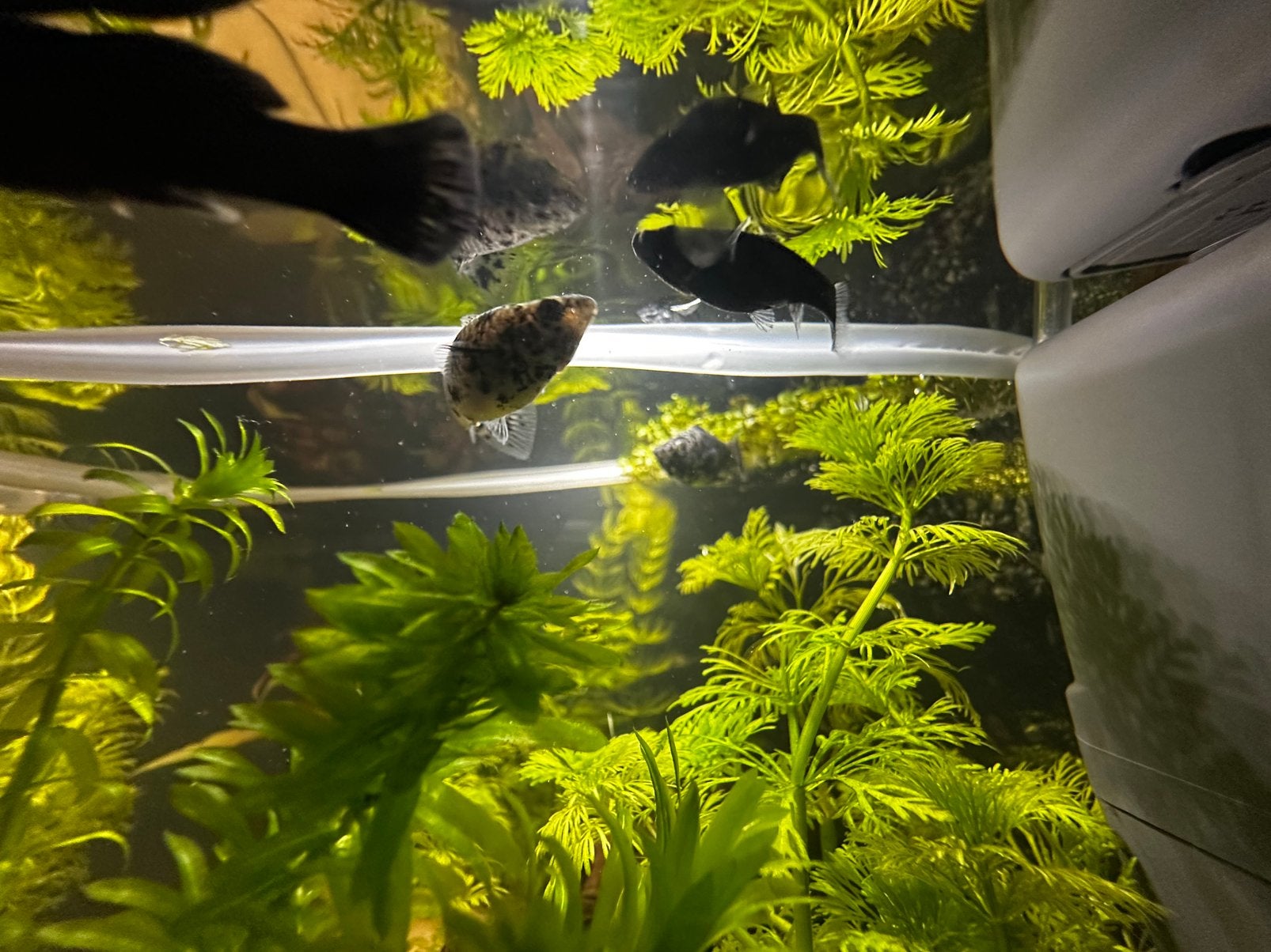 7 mollies te koop, Dieren en Toebehoren, Vissen | Aquariumvissen, Vis, Zoetwatervis, Schoolvis