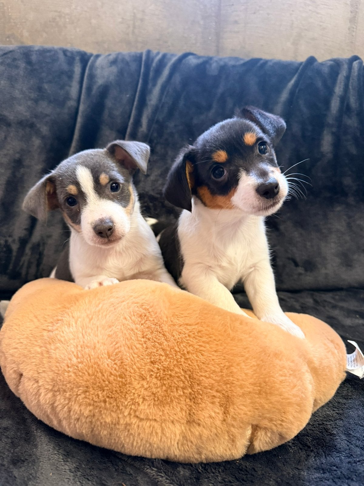 Jack russell pups, Animaux & Accessoires, Plusieurs, Parvovirose, Jack Russel Terrier, Belgique