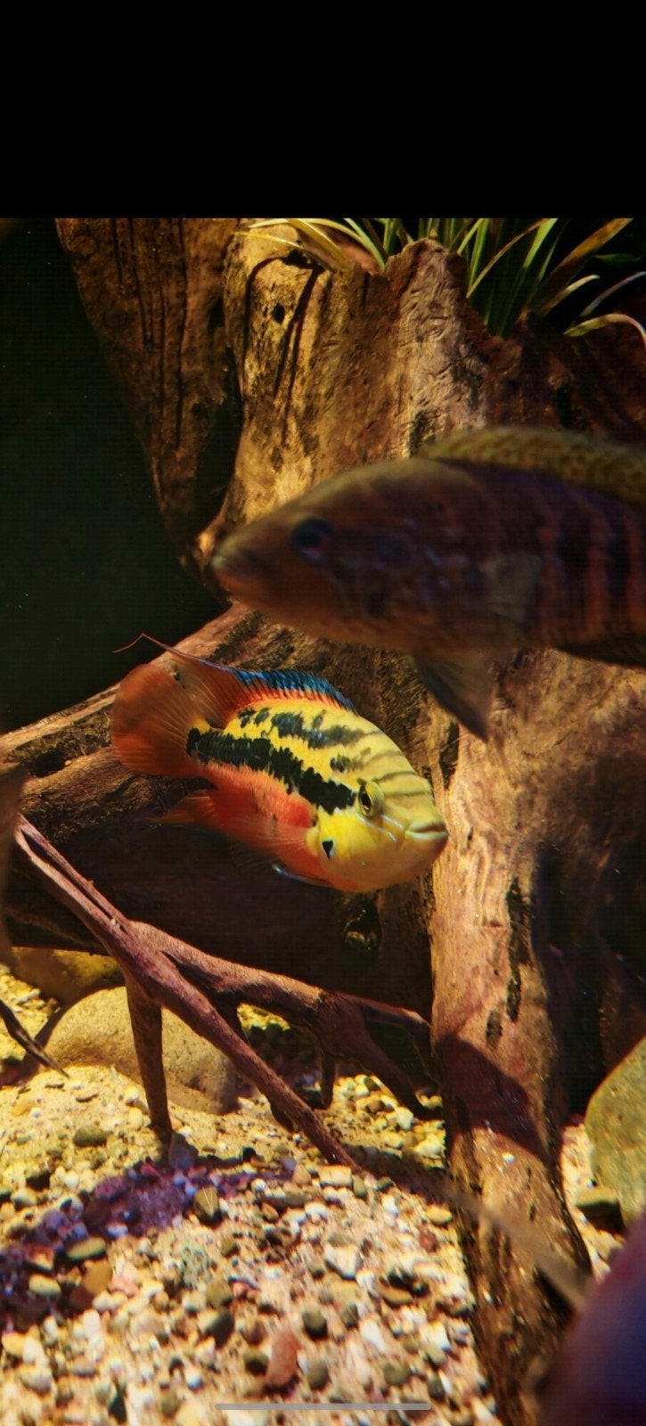 Jonge Trichromis Salvini, Animaux & Accessoires, Poissons | Poissons d'aquarium