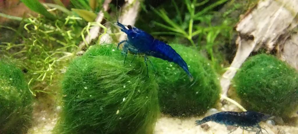 Cladophora aegagropila, Marimo "mosbal", Aquariumplant, Dieren en Toebehoren, Vissen | Aquaria en Toebehoren, Ophalen of Verzenden