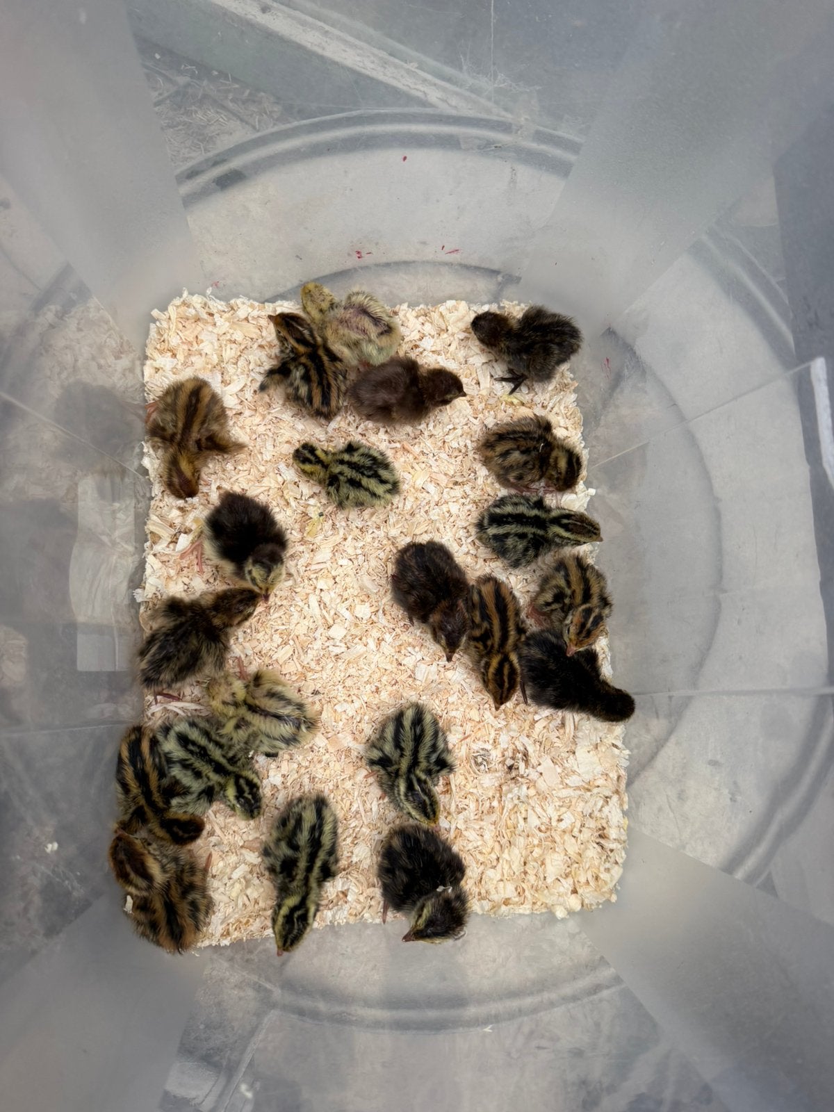 Japanse kwartel kuikens, Dieren en Toebehoren, Pluimvee