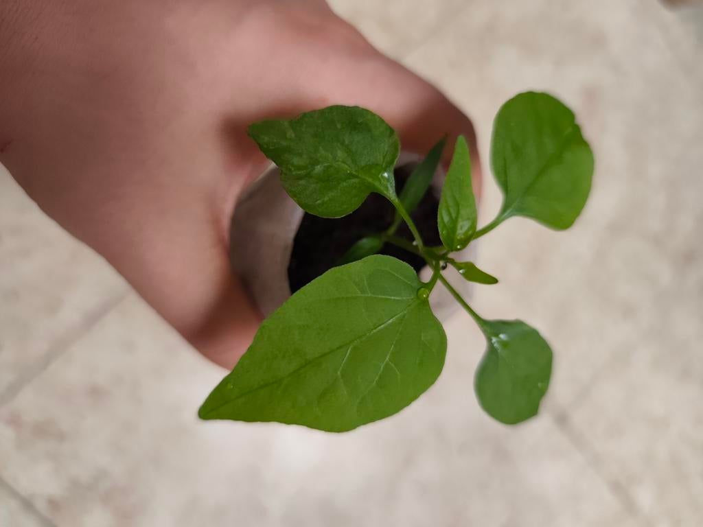 Jalapeno | Peper Planten | Laatste stuks, Ophalen