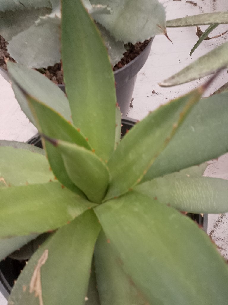 agave, Ophalen