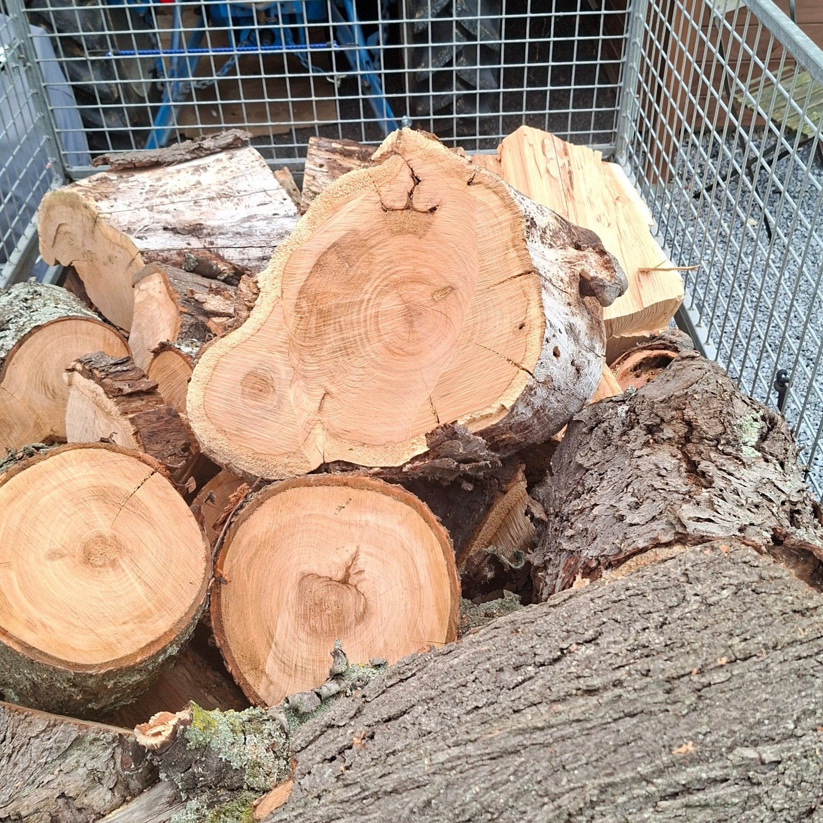 Vers brandhout kersenboom, Enlèvement, Autres essences de bois, Troncs d'arbres