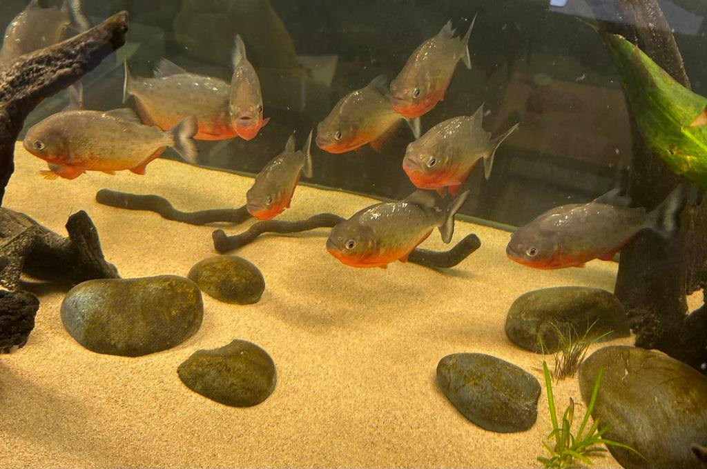 Roodbuikpiranha’s, Dieren en Toebehoren, Vis, Zoetwatervis, Schoolvis