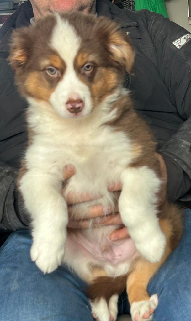 Australische herder - mini aussie, Dieren en Toebehoren, Honden | Herdershonden en Veedrijvers, Parvo, België, Reu, 8 tot 15 weken
