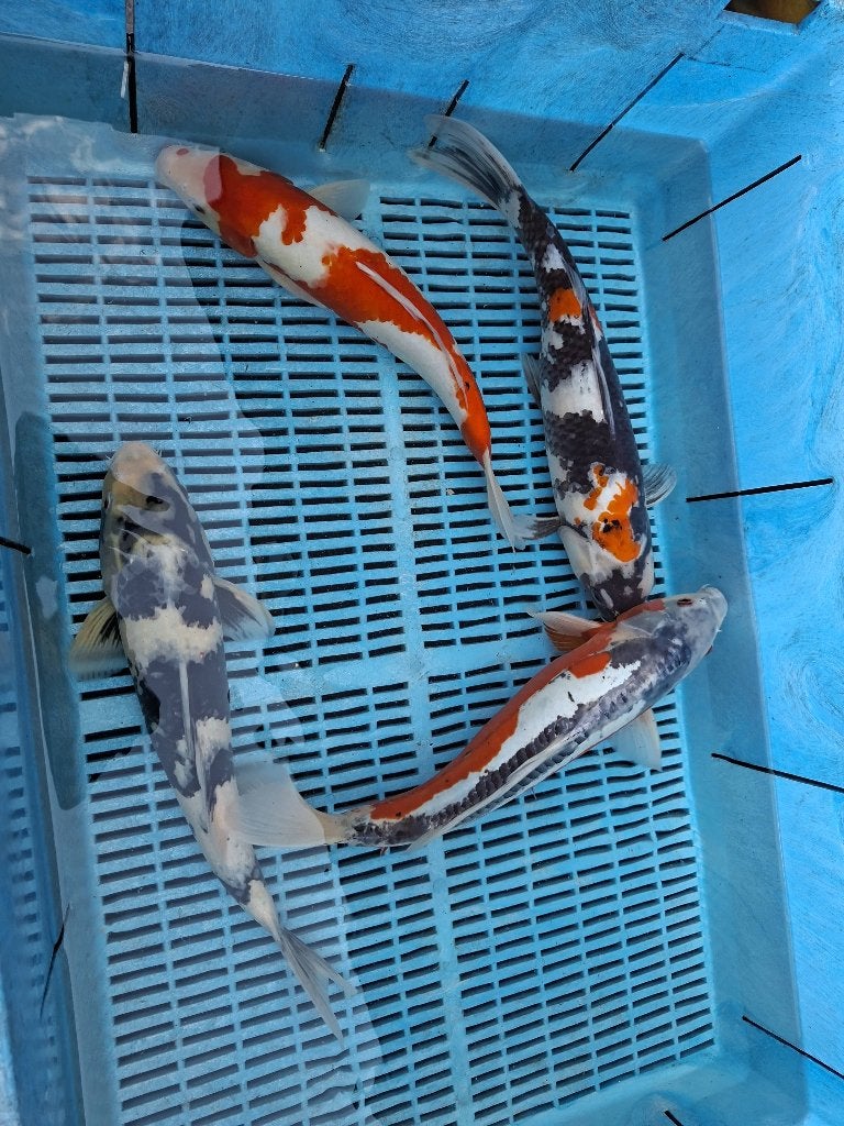 5 koi 45-60 cm, Dieren en Toebehoren, Vissen | Vijvervissen