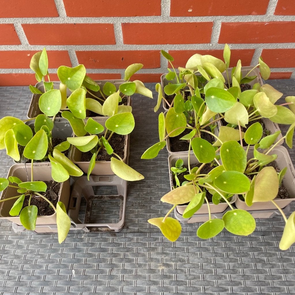 11 x pannenkoekenplanten, Huis en Inrichting, Kamerplanten, Ophalen, Halfschaduw, In pot, Minder dan 100 cm