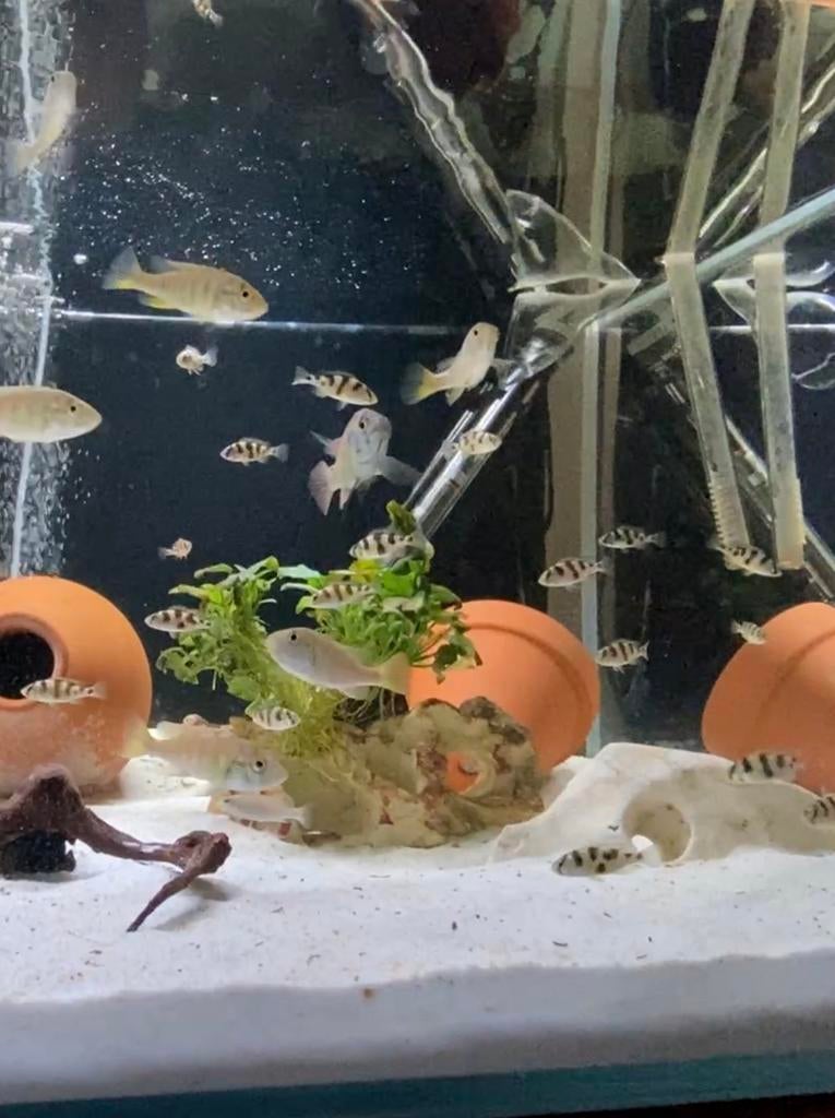 Cichliden Astatotilapia latifasciata zebra obliquidens, Dieren en Toebehoren, Vis, Zoetwatervis