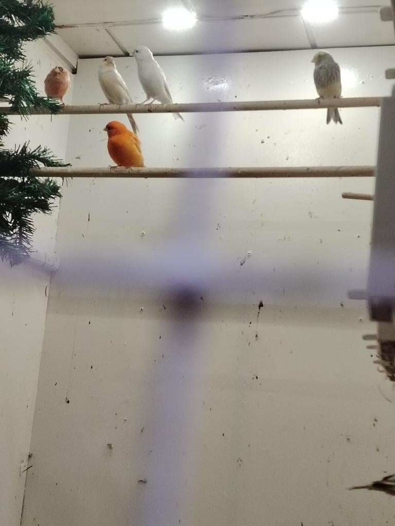 Canris 25€, Kleurkanarie