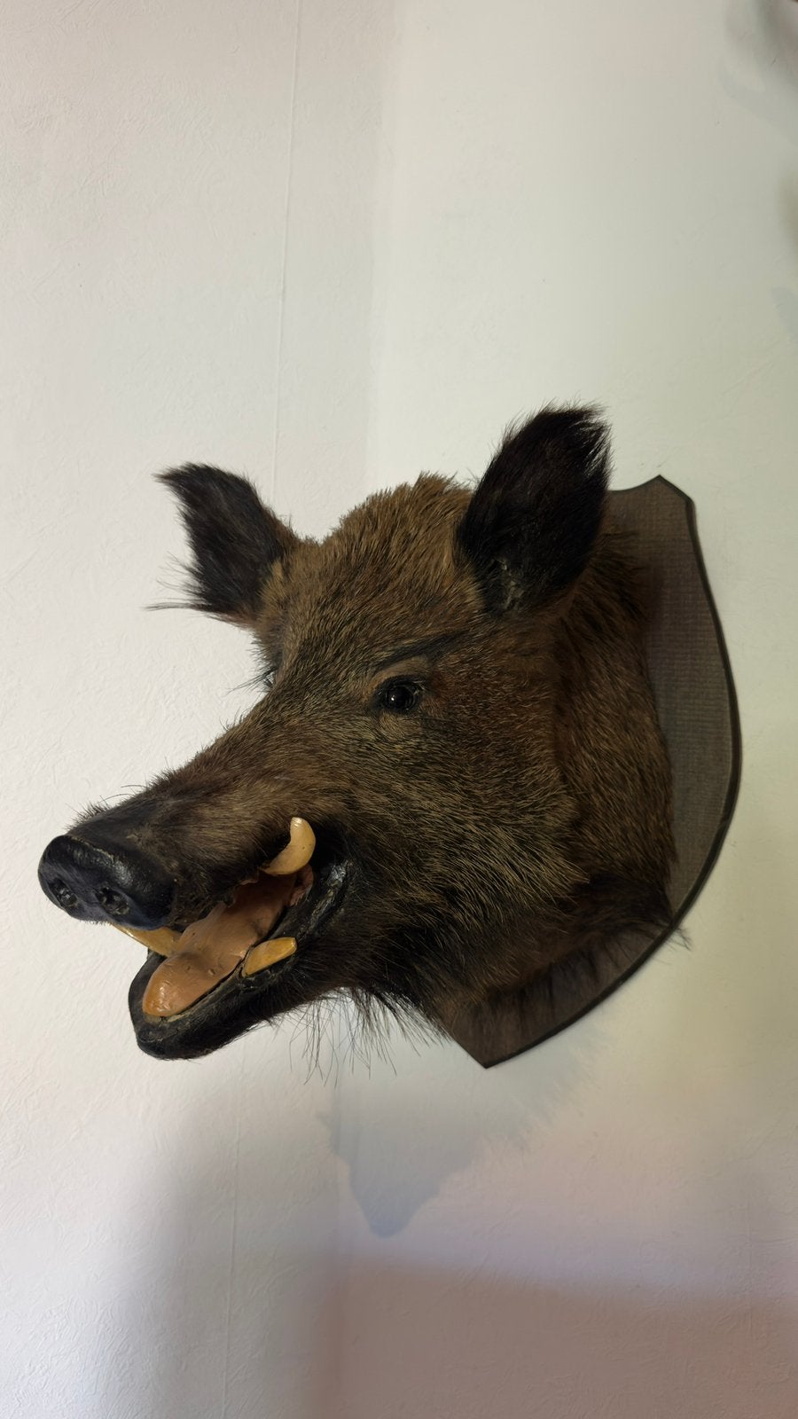 Everzwijnkop everzwijnenkop wild zwijn, Verzamelen, Dierenverzamelingen, Ophalen of Verzenden, Zo goed als nieuw