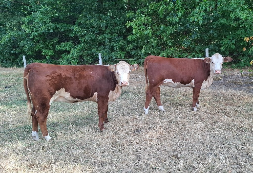 hereford vaarzen, Animaux & Accessoires, Femelle, 0 à 2 ans