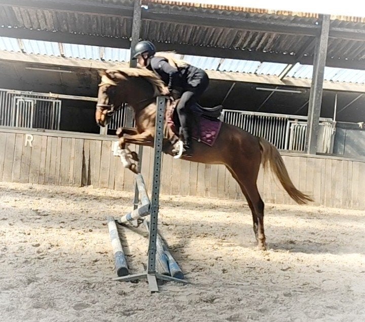 zeer unieke allround bruin silver dapple D met veulen!, B, Avec pedigree, Poney D (1.37 m à 1.48m), Poney de saut