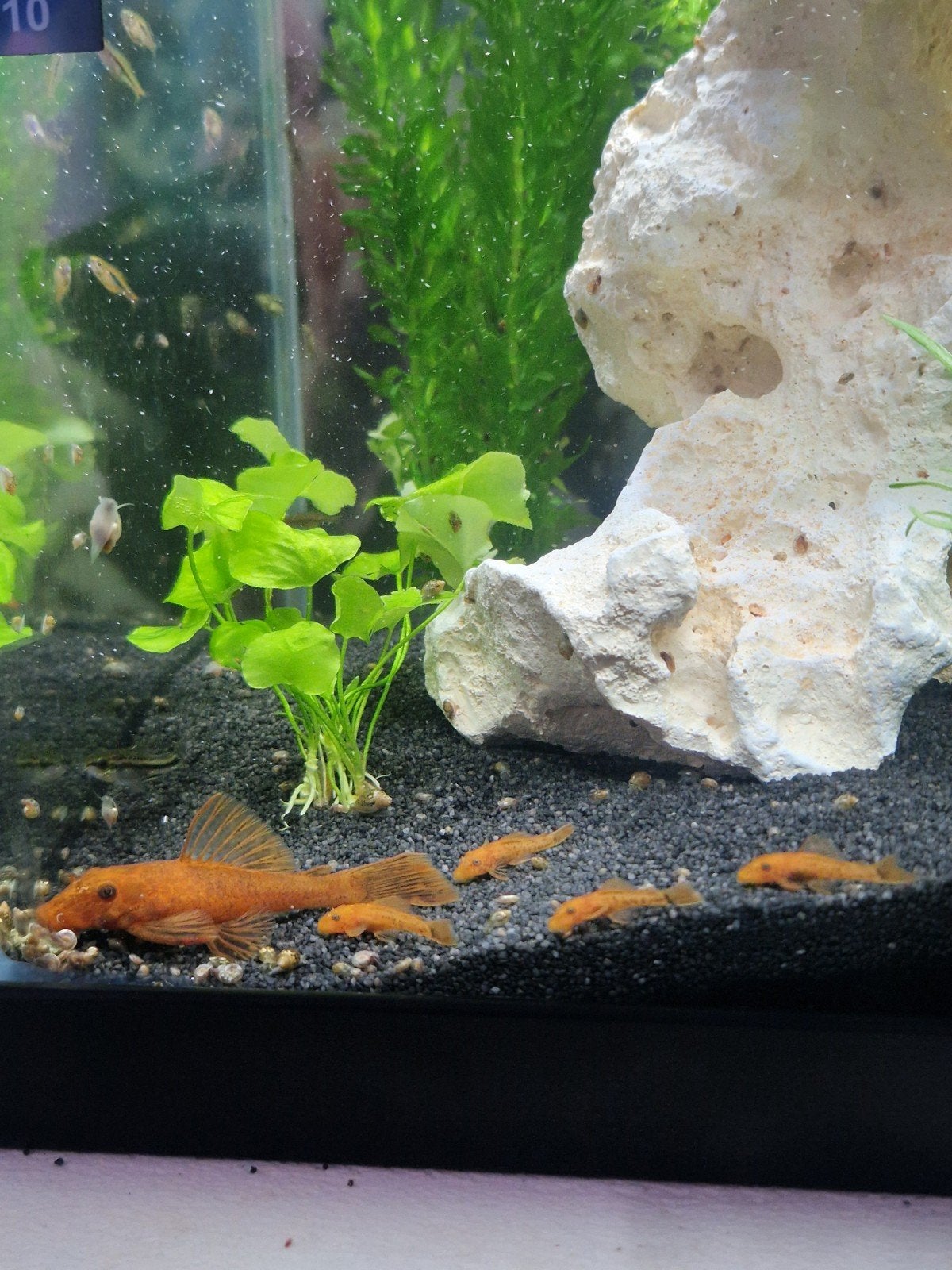 Red fire ancistrus 3cm groot