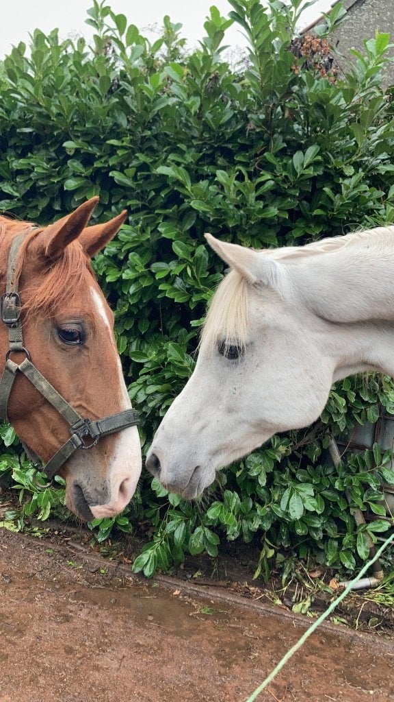 Paard te koop/ Recreatief, Enlèvement