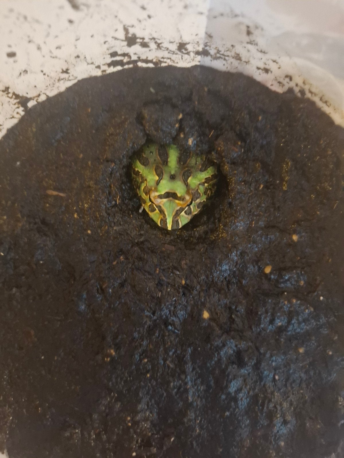 grenouille pacman