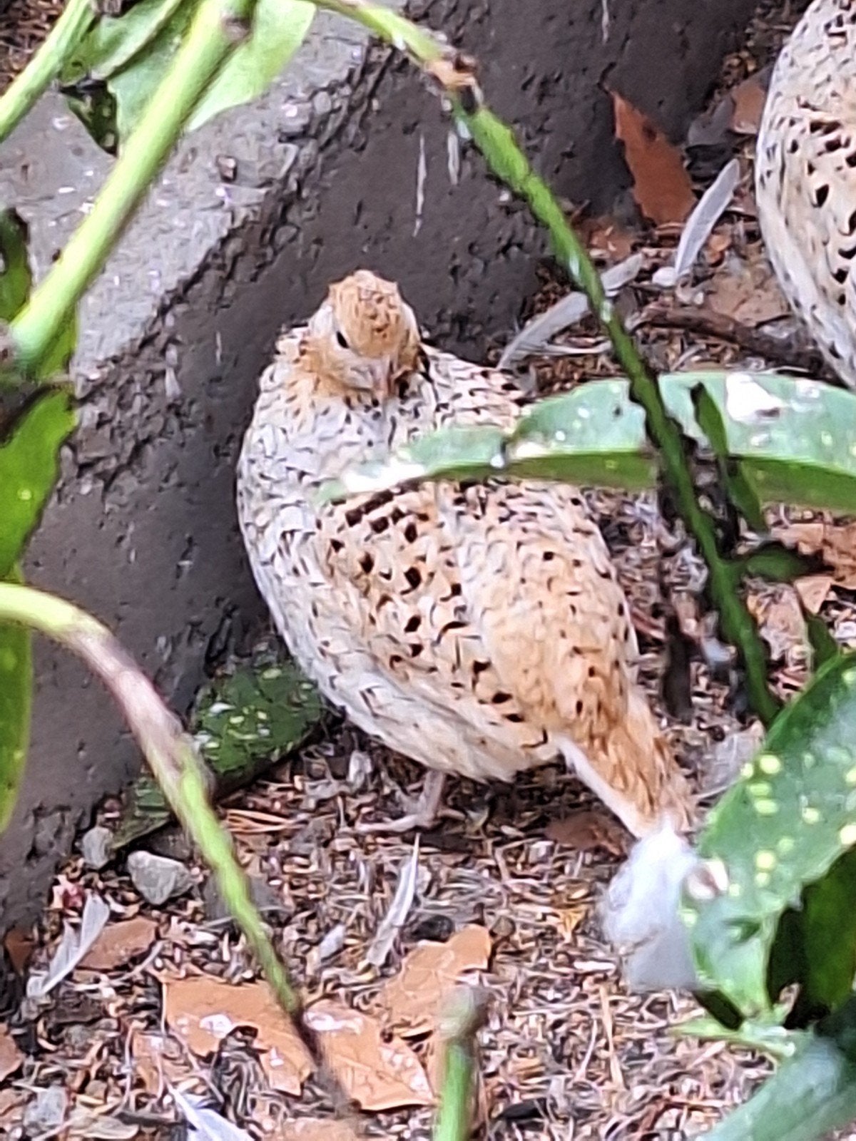 caille virginique, Animaux & Accessoires, Oiseaux | Oiseaux Autre