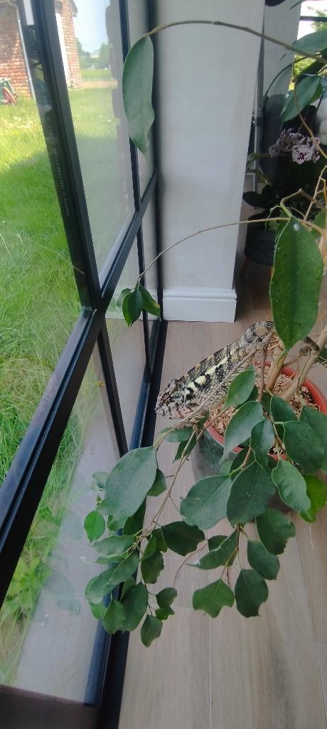 Kameleon pardalis, Dieren en Toebehoren, Reptielen en Amfibieën, Hagedis, 0 tot 2 jaar