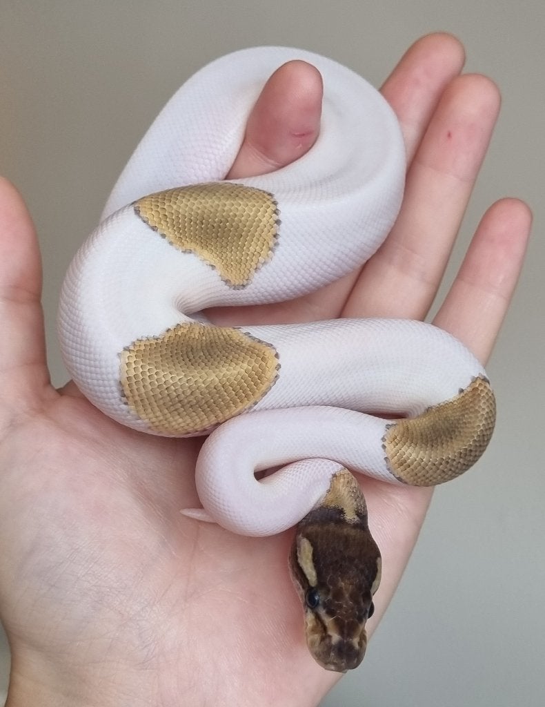 1.0 mojave piebald 66% het lavender albino Ball Python - male for sale from Mex