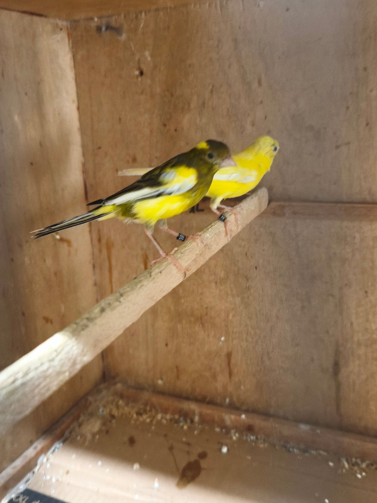 Koppel Raza espagnol kanaries 2025, Plusieurs animaux, Canari de posture