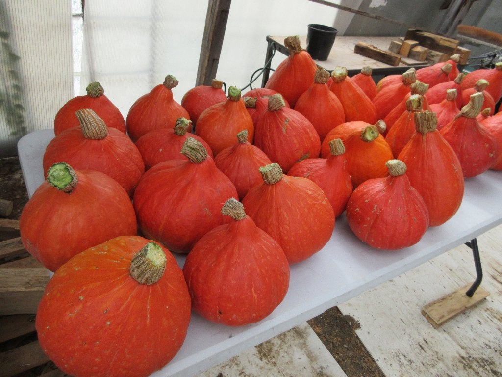 Pompoen potimarron butternut alles bio ook per 220 kg totaal, Ophalen