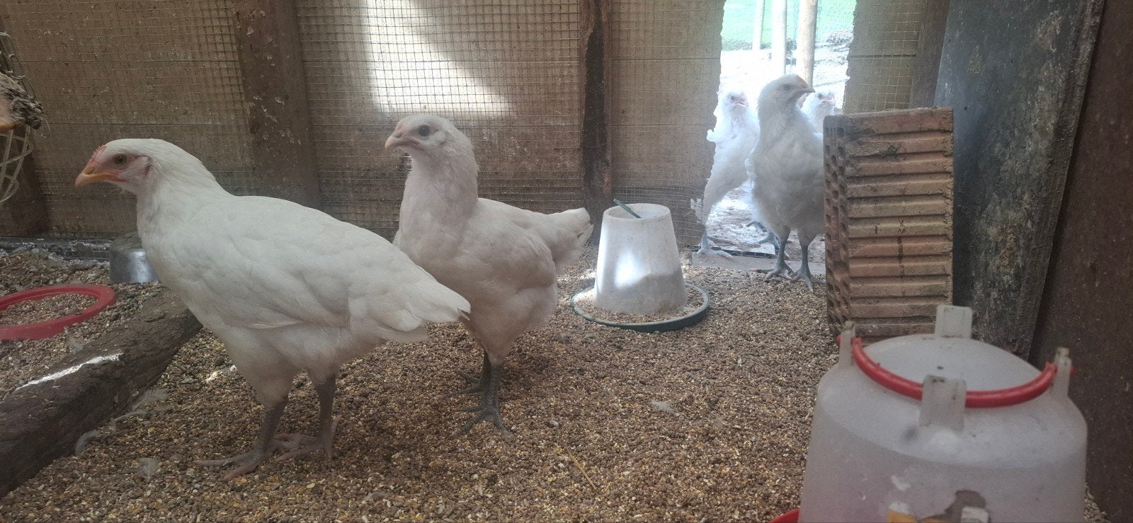 Poules De Bresse, couleur blanche, race pure, Femelle, Poule ou poulet