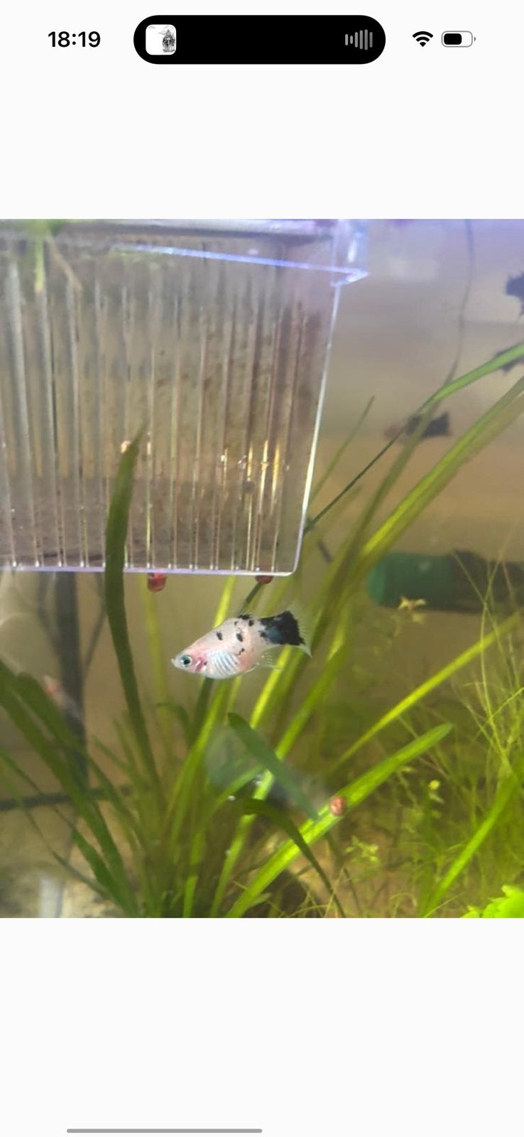 Rasechte Panda Platy’s (Zeldzaam!), Dieren en Toebehoren, Vissen | Aquariumvissen, Vis