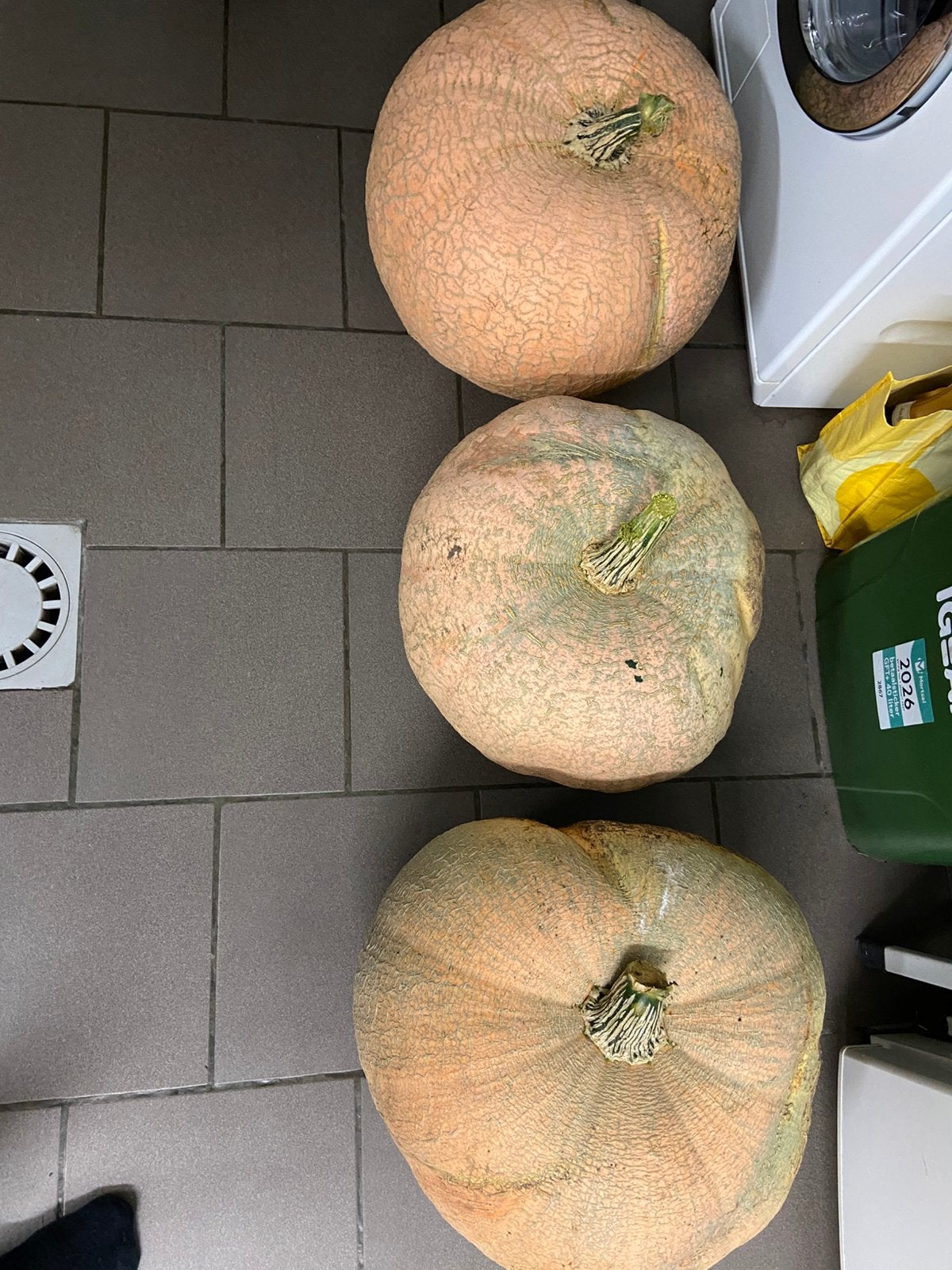 Pompoenen, Enlèvement