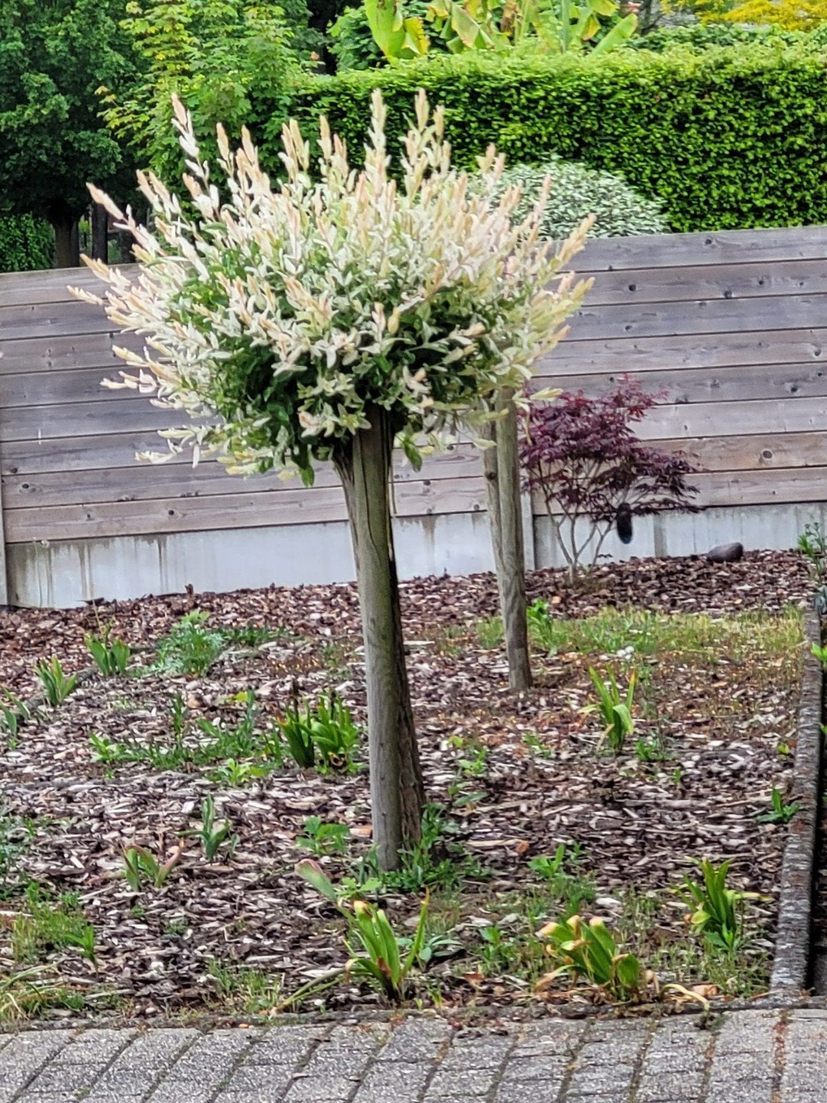 Mooie Japanse wilg (Salix Hakuro Nishiki) op stam te koop, Jardin & Terrasse, Enlèvement