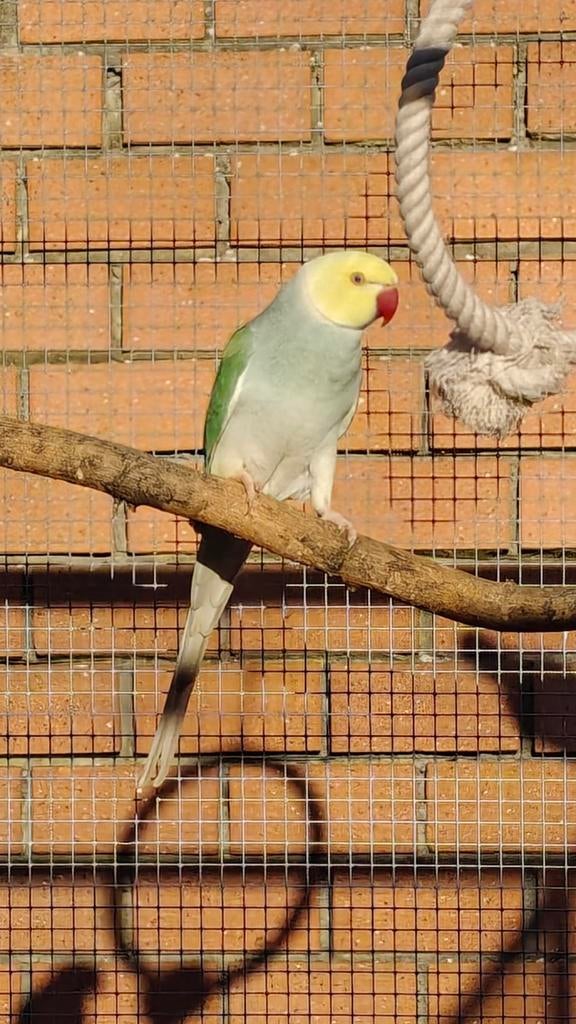 Koppel halsbanden, Dieren en Toebehoren, Vogels | Parkieten en Papegaaien