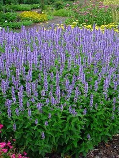 Agastache 'Bleu fortune' of Dropplant, Tuin en Terras, Ophalen, Vaste plant, Volle zon