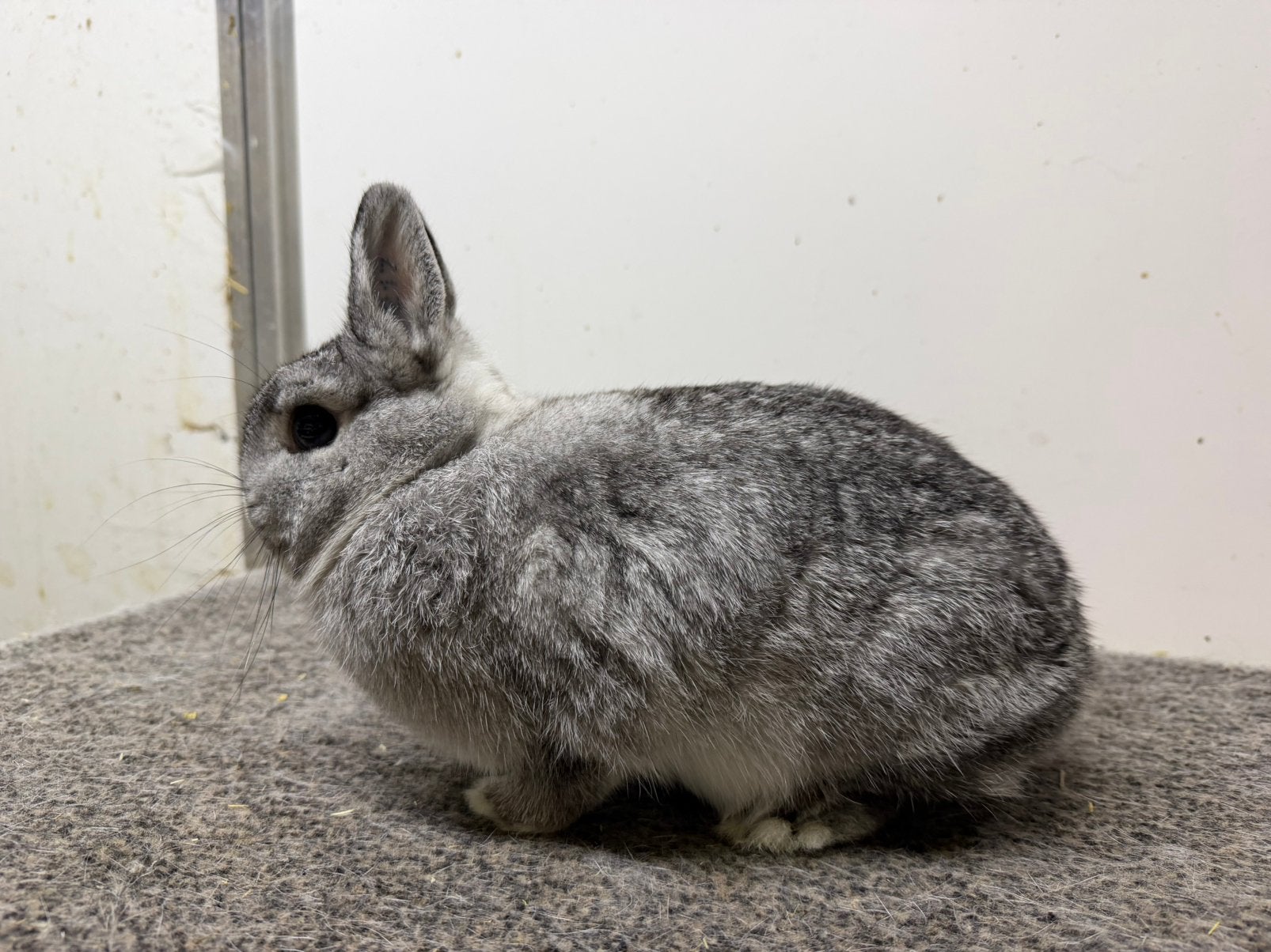 Chinchilla kleurdwerg voedster, Dieren en Toebehoren