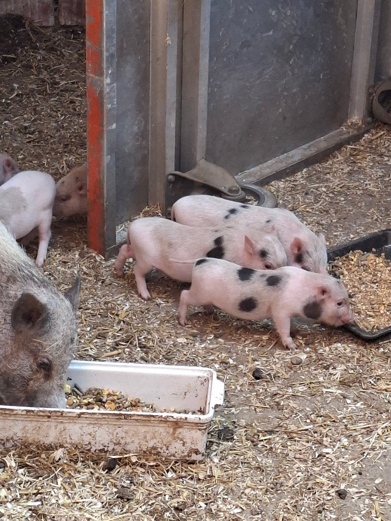 Micro mini varkens, Dieren en Toebehoren, Meerdere dieren, Varken, 0 tot 2 jaar