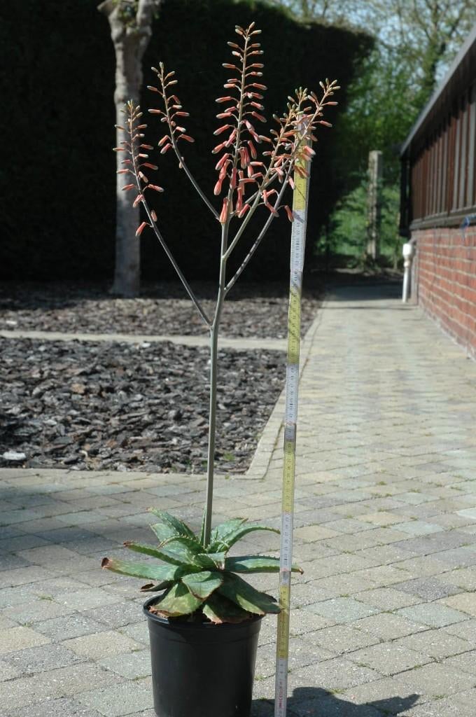 Vetplnant : Aloe Zebrina, Ophalen, Vetplant, In pot, Minder dan 100 cm