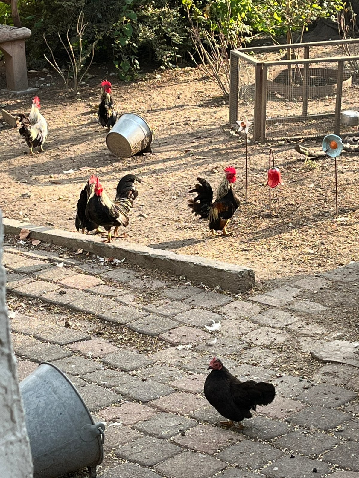 Gratis Serama haantjes, Dieren en Toebehoren, Pluimvee